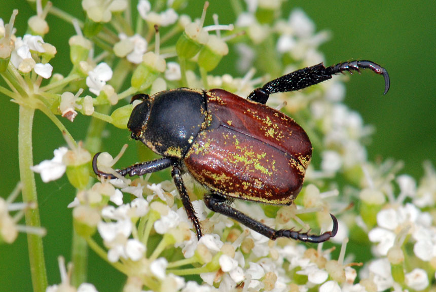 come si chiama? Hoplia argentea